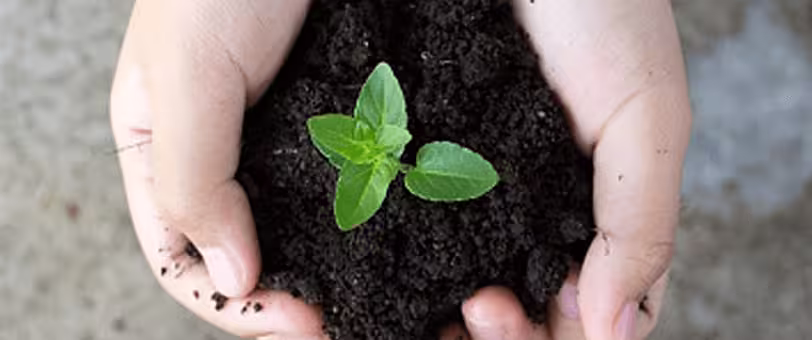 Hands holding a sapling